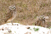 Burrowing Owls, Cape Coral, Florida