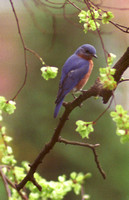 Bluebird in Elm