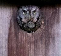 Female Screech Owl April 21 2023