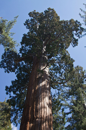 General Grant Sequoia SNP July 2011 IMG_0759