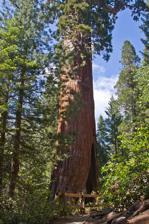 Sequoia in Grant Grove IMG_0780