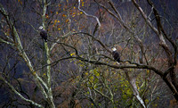 Eagles on the Holston River 18-Nov-15