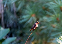Male Hummingbird at Golden Hour