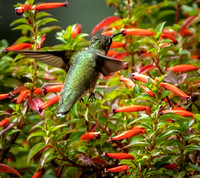 Hummingbirds/Backyard