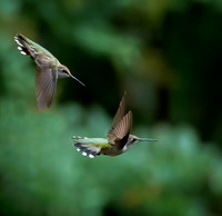 RAINY DAY HUMMINGBIRDS