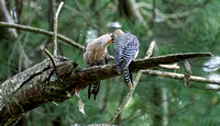 Woodpecker Feeding Frenzy