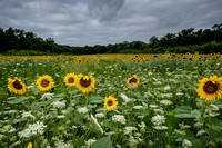 Sunflowers etc at TWRA Forks of the River WMA Knoxville
