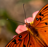 Butterflies 13-Aug-19