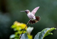Hummingbirds August 25 2019