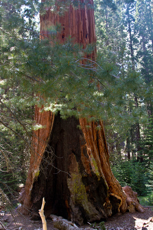 Base of Sequoia IMG_0786