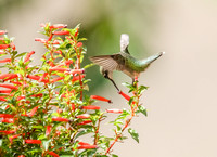 Hummingbirds Sept 6