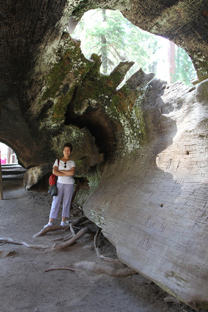 Susan inside Giant Sequoia