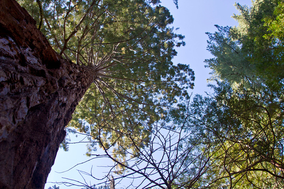 Looking up Grant Grove Sequoia National Park July 2011 IMG_0812