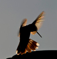 Hummingbirds at dusk