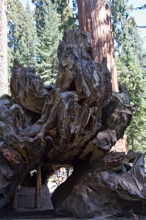 Fallen Sequoia Grant Grove IMG_0762