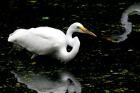 Great Egret Reflections