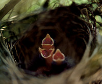 Cardinals in Nest
