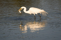 Great Egret with Fish 2