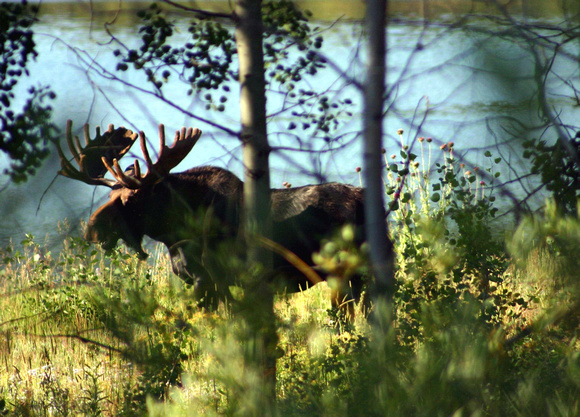 Moose near Oxbow Bend, Grand Tetons NP