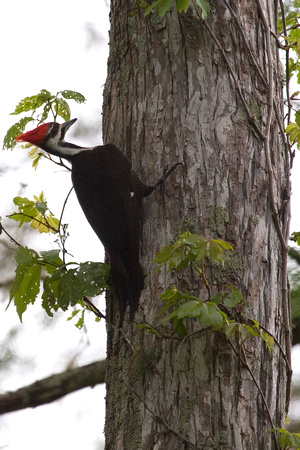 Pileated Woodpecker, Corkscrew Swamp, Florida