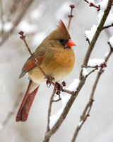 Cardinal in Snow 2