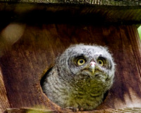 Owl in Box