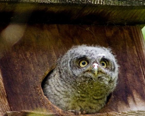 Owl in Box