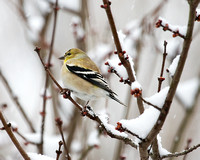 Gold Finch in Snow