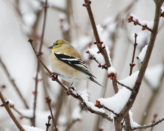 Gold Finch in Snow