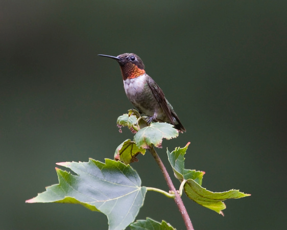 Hummingbird in Tree