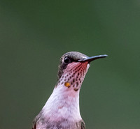 September Hummingbirds