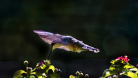 Hummingbirds