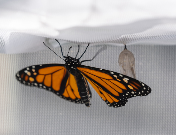 walking away from the chrysalis