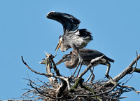 Great Blue Herons on the Holston River