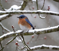 2025 Backyard birds and arrival of the Bluebirds