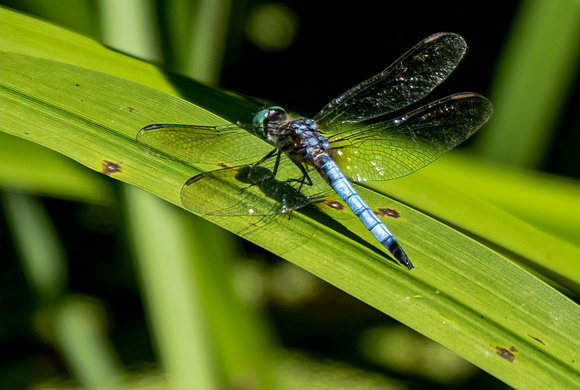 Dragonfly at Daniel Boone Gardens
