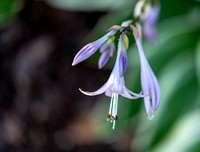 Backyard Flowers