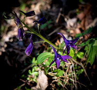 Laurel Run Wildflowers April 5