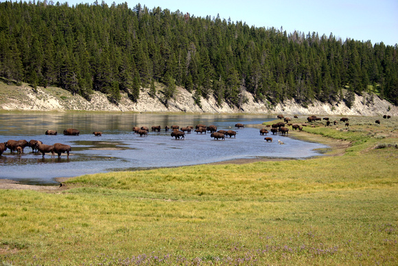 Bison Heard in river