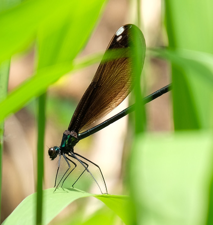 Correction:  This is a Damselfly, not a Dragonfly