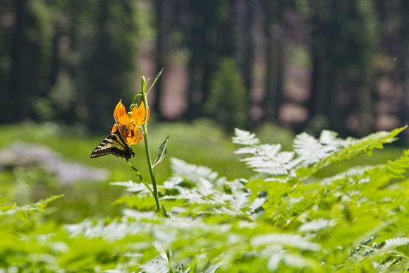 Butterfly on lily crescent meadow