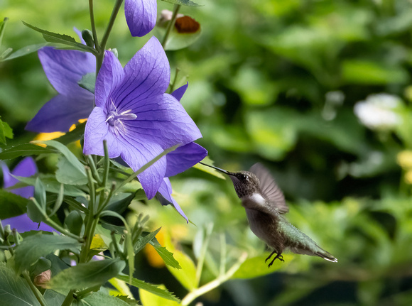 ruby throated hummingbird on balloon flower