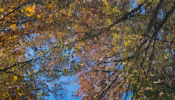 Along the Greenbelt, Kingsport, TN.  Reedy Creek Reflection