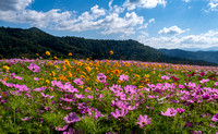 Flowers on the road to Asheville