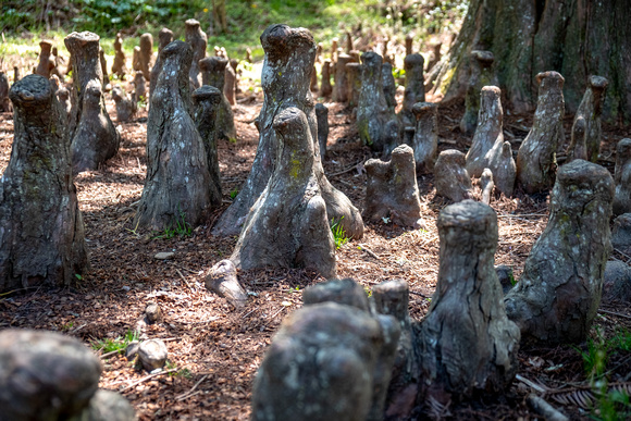 Cypress "knees"