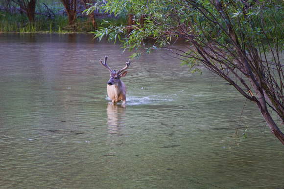 Mule Deer in Mirror Lake