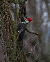 Pileated Woodpecker