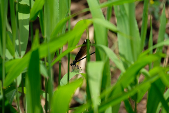 Correction:  This is a Damselfly, not a Dragonfly