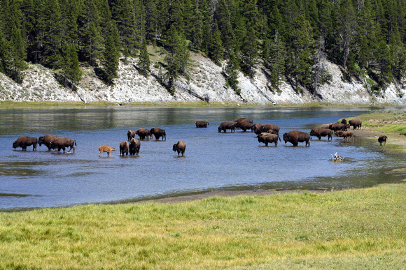 Bison in river in Hayden Valley, Yellowstone NP
