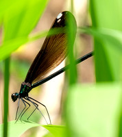 Damselfly